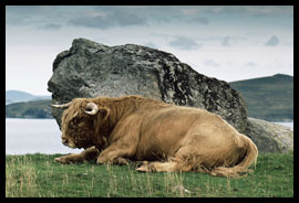 A Highlander Bull